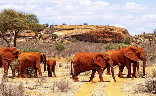 Elephants in Tsavo East National Park